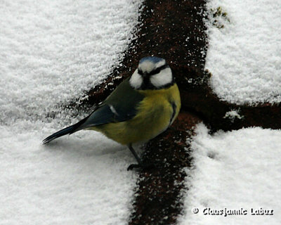 Blue Tit / Blmejse