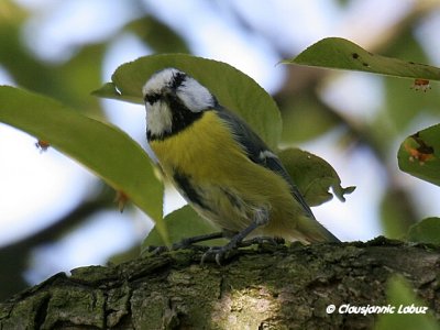 Blue Tit / Blmejse