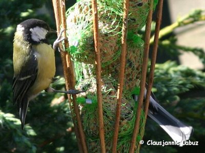 Great Tit / Musvit