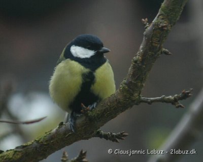 Great Tit / Musvit