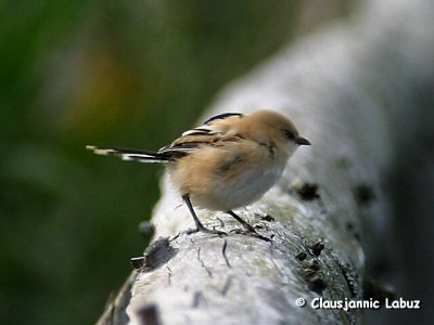 Beared Reedling / Skgmejse