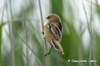 Beared Reedling / Skgmejse