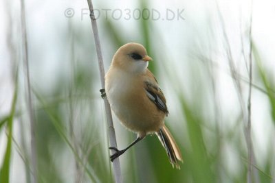 Beared Reedling / Skgmejse