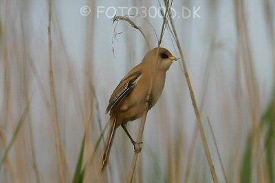 Beared Reedling / Skgmejse