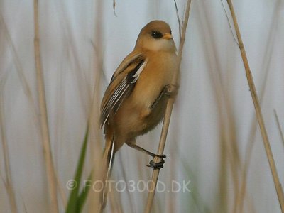 Beared Reedling / Skgmejse