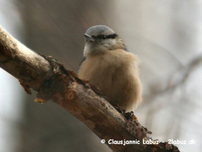 Eurasian Nuthatch / Sptmejse