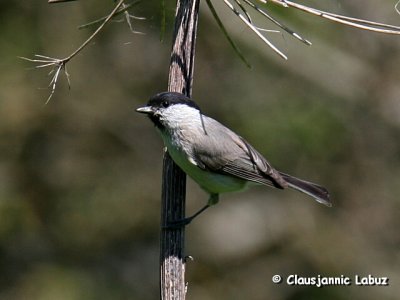 Marsh Tit / Sumpmejse