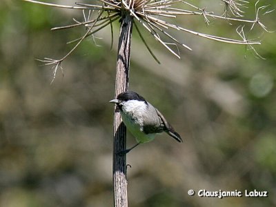 Marsh Tit / Sumpmejse