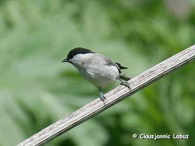 Marsh Tit / Sumpmejse
