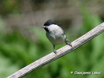 Marsh Tit / Sumpmejse