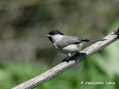 Marsh Tit / Sumpmejse