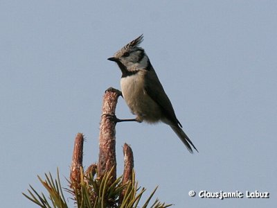 European Crested Tit / Topmejse