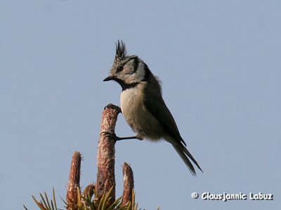 European Crested Tit / Topmejse
