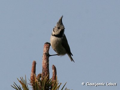European Crested Tit / Topmejse
