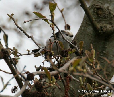 Longtailed Tit / Halemejse