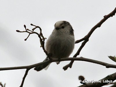 Longtailed Tit / Halemejse