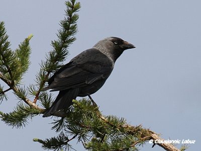 Jackdaw / Allike