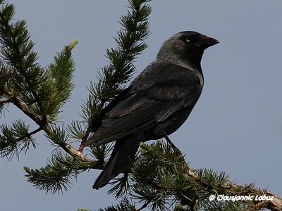 Jackdaw / Allike