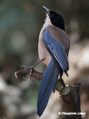 Azurewinged Magpie / Blskade