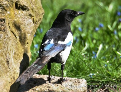 Eurasian Magpie / Husskade
