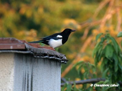 Eurasian Magpie / Husskade