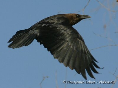 Brown-necked Raven / rkenravn