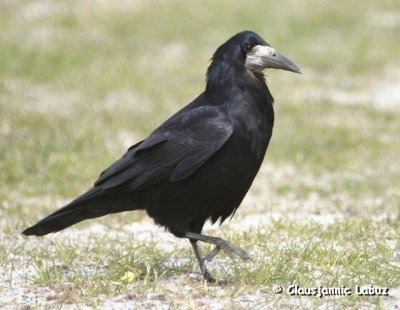 Rook / Rge