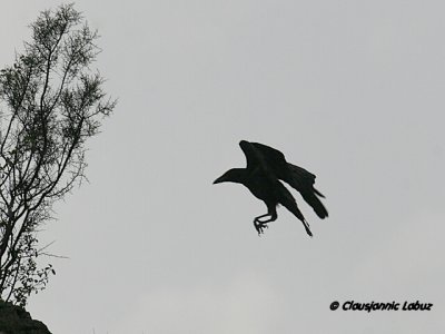 Raven / Ravn