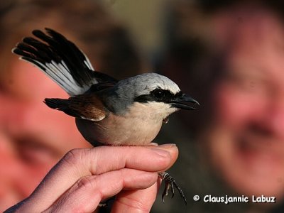 Red-backed Shrike / Rdrygget Tornskade