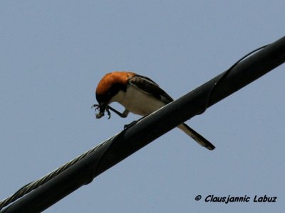 Woodchat Shrike / Rdhovedet Tornskade