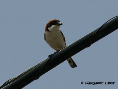 Woodchat Shrike / Rdhovedet Tornskade