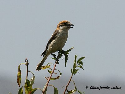 Woodchat Shrike / Rødhovedet Tornskade