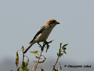 Woodchat Shrike / Rødhovedet Tornskade