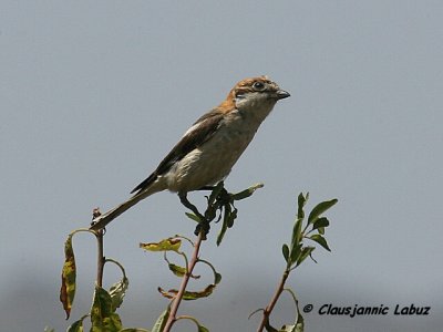 Woodchat Shrike / Rødhovedet Tornskade