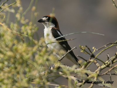 Woodchat Shrike / Rødhovedet Tornskade
