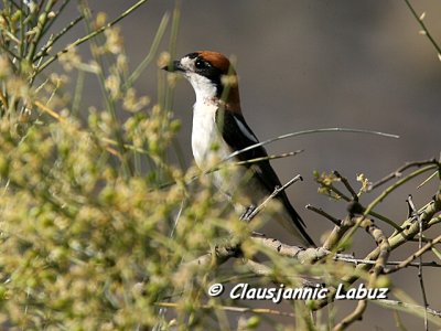 Woodchat Shrike / Rødhovedet Tornskade