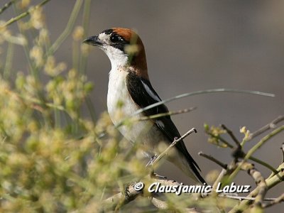 Woodchat Shrike / Rødhovedet Tornskade