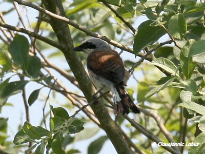 Red-backed Shrike / Rdrygget Tornskade
