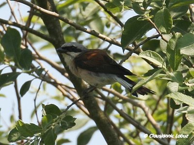 Red-backed Shrike / Rdrygget Tornskade