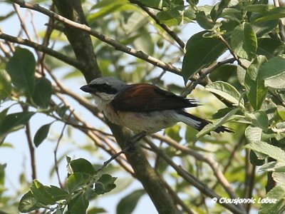 Red-backed Shrike / Rdrygget Tornskade