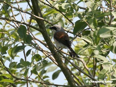 Red-backed Shrike / Rdrygget Tornskade