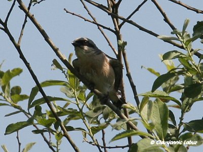 Red-backed Shrike / Rdrygget Tornskade