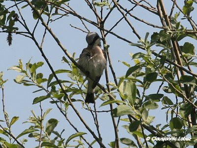 Red-backed Shrike / Rdrygget Tornskade