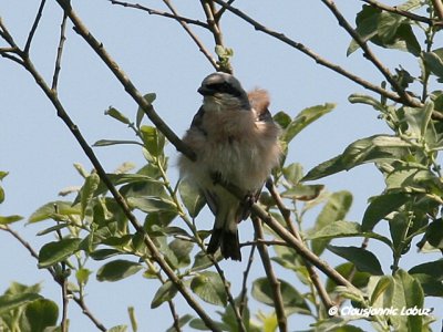 Red-backed Shrike / Rdrygget Tornskade