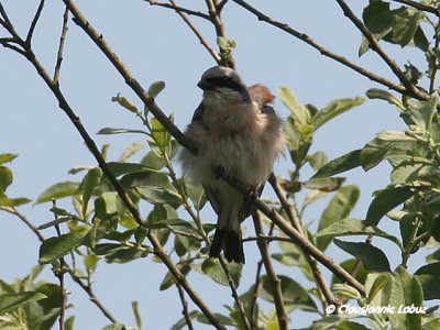 Red-backed Shrike / Rdrygget Tornskade