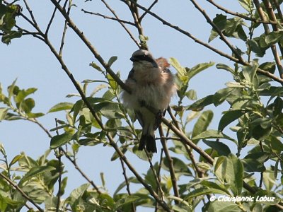 Red-backed Shrike / Rdrygget Tornskade