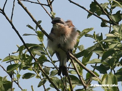 Red-backed Shrike / Rdrygget Tornskade