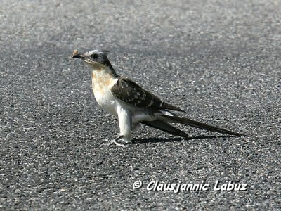 Great Spotted Cuckoo / Skadegg