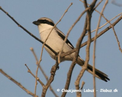 Southern Grey Shrike / Sydlig Stor Tornskade