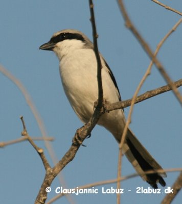 Southern Grey Shrike / Sydlig Stor Tornskade